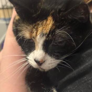 Millie -  Domestic Short Hair Cat Available for Adoption in Hedgesville, West Virginia - Millie | PetCurious