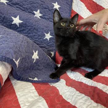 Puffin -  Domestic Short Hair Cat for Adoption in Columbus, North Carolina - Puffin | PetCurious