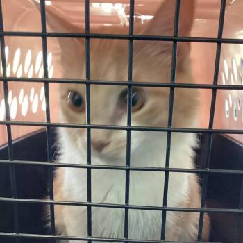 Mia -  Domestic Short Hair Cat for Adoption in Montgomery, Alabama - Mia | PetCurious