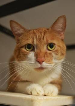 Bobo 63803 -  Domestic Short Hair Cat for Adoption in Aiken, South Carolina - Bobo 63803 | PetCurious