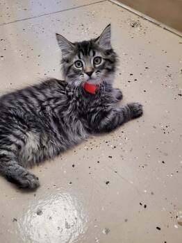 Redondo -  Domestic Long Hair Cat for Adoption in Logan, Utah - Redondo | PetCurious