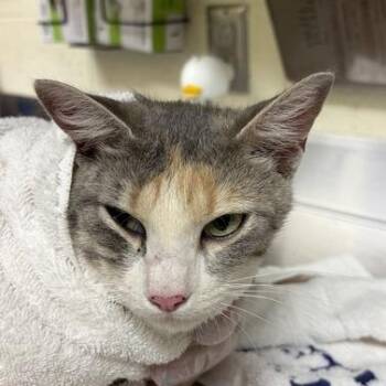 Mama Maid -  Domestic Short Hair Cat for Adoption in Asheville, North Carolina - Mama Maid | PetCurious