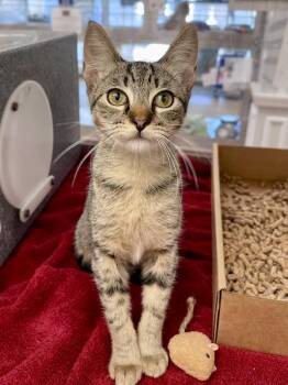 Sprinkles -  Domestic Short Hair Cat for Adoption in Austin, Texas - Sprinkles | PetCurious