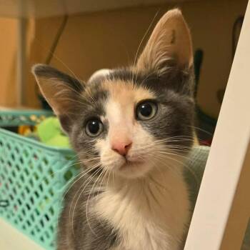 TK -  Domestic Short Hair Cat for Adoption in Saint Charles, Missouri - TK | PetCurious