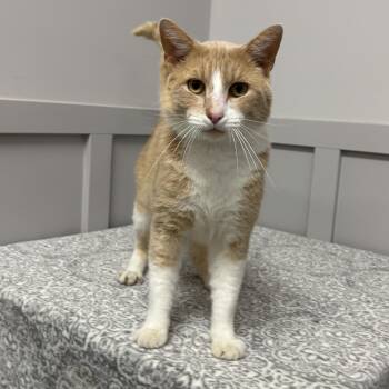 Rescue Domestic Short Hair Cats for Adoption in Frankfort, Indiana - Kenny | PetCurious