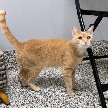 Peppers -  Domestic Short Hair Cat for Adoption in Syosset, New York - Peppers | PetCurious