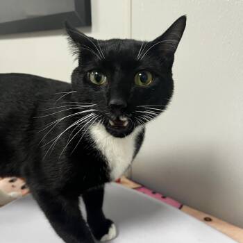 Domestic Short Hair Cats Available for Adoption - Jorge | PetCurious