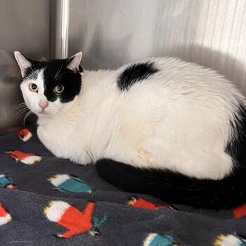 Zamboni -  Domestic Short Hair Cat for Adoption in Salt Lake City, Utah - Zamboni | PetCurious