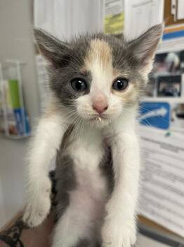 Celestial -  Domestic Short Hair Cat for Adoption in Bolivar, Missouri - Celestial | PetCurious