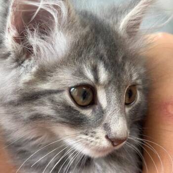 Rescue Domestic Medium Hair Cats for Adoption in Berkeley Heights, New Jersey - Laverne | PetCurious
