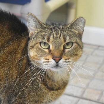 Big Bertha -  Domestic Short Hair Cat for Adoption in St. Petersburg, Florida - Big Bertha | PetCurious