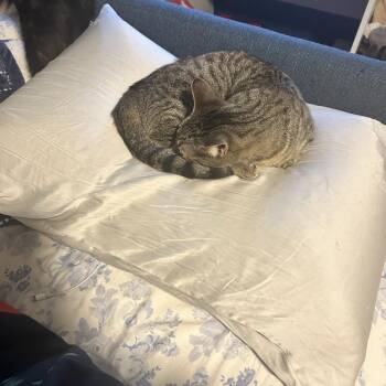 Sally Skellington -  Domestic Short Hair Cat for Adoption in Austin, Texas - Sally Skellington | PetCurious