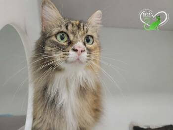 Minoune -  Domestic Medium Hair Cat for Adoption in Delson, Quebec - Minoune | PetCurious