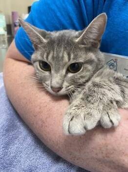 MayMay -  Domestic Short Hair Cat for Adoption in Fishers, Indiana - MayMay | PetCurious