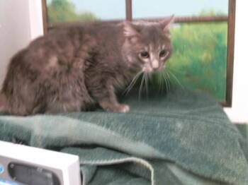 Domestic Medium Hair Cats Available for Adoption - FLUFFY MAN | PetCurious