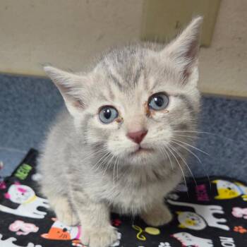 Domestic Short Hair Cats Available for Adoption in Windsor, Virginia - Fish Stick | PetCurious