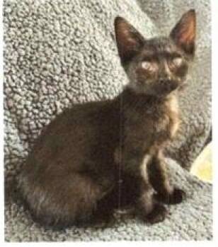 Stormi -  Domestic Short Hair Cat for Adoption in Dayton, Minnesota - Stormi | PetCurious