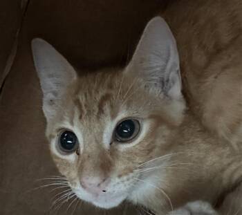YUMI -  Domestic Short Hair Cat for Adoption in Dallas, Texas - YUMI | PetCurious
