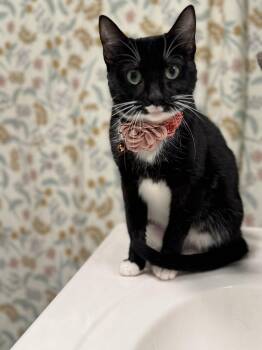 Domestic Short Hair Cats Available for Adoption - Minka & Lucky Henry | PetCurious