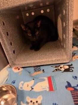 Domestic Medium Hair and Domestic Short Hair Cats Available for Adoption - Alice | PetCurious