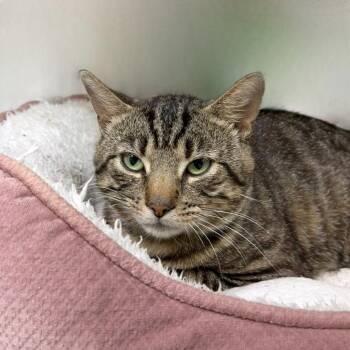 Grackle -  Domestic Short Hair Cat for Adoption in State College, Pennsylvania - Grackle | PetCurious
