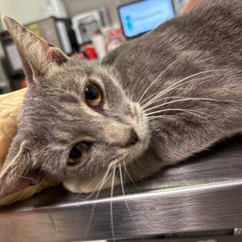 Rescue Domestic Short Hair Cats for Adoption in Charleston, West Virginia - Hazel | PetCurious