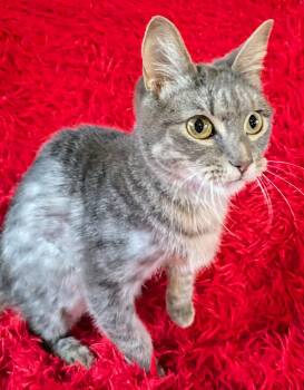 Jasper -  Domestic Short Hair Cat for Adoption in Jacksonville, Texas - Jasper | PetCurious