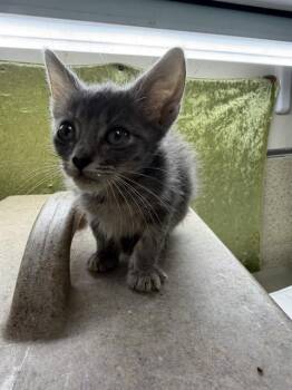 JJ -  Domestic Short Hair Cat for Adoption in Riverside, California - JJ | PetCurious