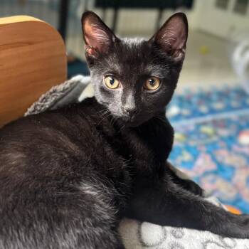 Blue Cheese -  Domestic Short Hair Cat for Adoption in Pompano Beach, Florida - Blue Cheese | PetCurious