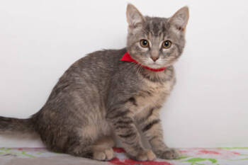 Rescue Domestic Short Hair Cats for Adoption in Greenville, South Carolina - Sassafrass | PetCurious