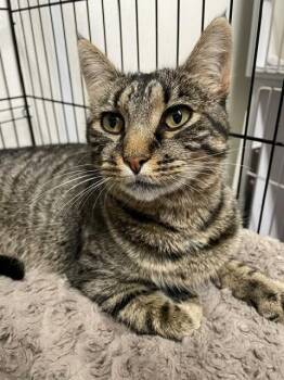 Tember -  Domestic Short Hair Cat for Adoption in Hayward, Wisconsin - Tember | PetCurious