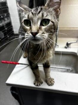 Pheobe -  Domestic Short Hair Cat for Adoption in Wichita, Kansas - Pheobe | PetCurious