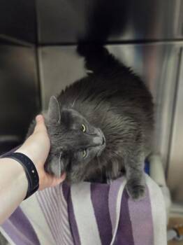 Eugene -  Domestic Long Hair and Domestic Short Hair Cat for Adoption in Westland, Michigan - Eugene | PetCurious