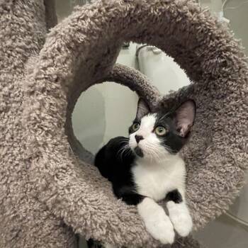 Domestic Short Hair Cats Available for Adoption - Wednesday | PetCurious