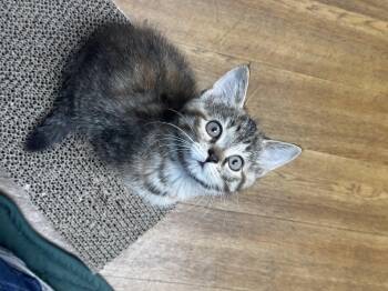 Sleeping Beauty -  Domestic Long Hair Cat for Adoption in Bethel Park, Pennsylvania - Sleeping Beauty | PetCurious