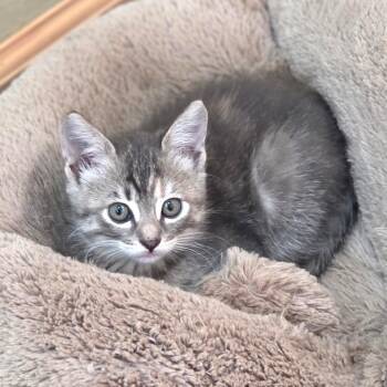 Birdie -  Domestic Short Hair Cat for Adoption in Jamestown, North Dakota - Birdie | PetCurious