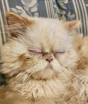 Rescue Himalayan Cats for Adoption in Ladson, South Carolina - Winston | PetCurious