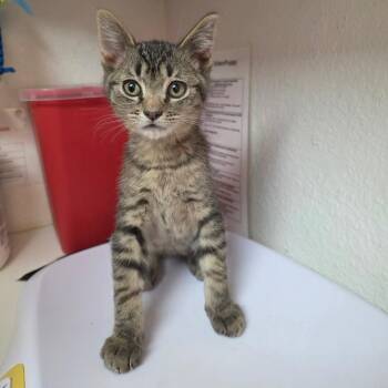 Skeeter -  Domestic Short Hair Cat for Adoption in Belfair, Washington - Skeeter | PetCurious