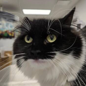 Jupiter -  Domestic Long Hair Cat for Adoption in Naperville, Illinois - Jupiter | PetCurious