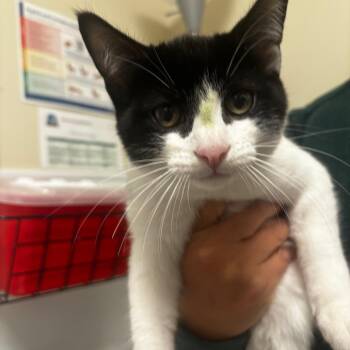 Panko -  Domestic Short Hair Cat for Adoption in Tulsa, Oklahoma - Panko | PetCurious