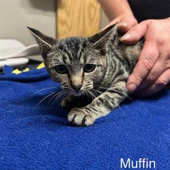 Muffin -  Domestic Short Hair Cat for Adoption in Knoxville, Tennessee - Muffin | PetCurious