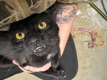 Golden Eyes -  Domestic Short Hair Cat Available for Adoption in Reynoldsburg, Ohio - Golden Eyes | PetCurious
