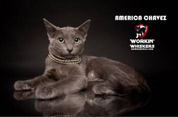 AMERICA CHAVEZ -  Russian Blue and Domestic Short Hair Cat for Adoption in Hemet, California - AMERICA CHAVEZ | PetCurious