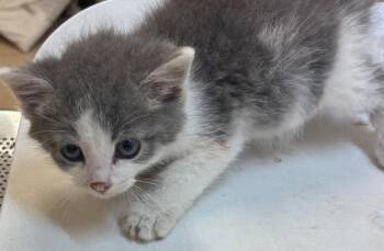 FREDDIE -  Domestic Short Hair Cat for Adoption in Elizabethton, Tennessee - FREDDIE | PetCurious