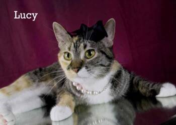 Rescue Torbie Cats for Adoption in York, Nebraska - Lucy | PetCurious