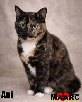 Domestic Short Hair Cats Available for Adoption in Maryville, Tennessee - Ani | PetCurious