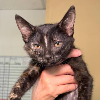 Cleocatra -  Domestic Short Hair Cat for Adoption in Goleta, California - Cleocatra | PetCurious