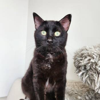 Shadow -  Domestic Short Hair Cat for Adoption in North Battleford, Saskatchewan - Shadow | PetCurious