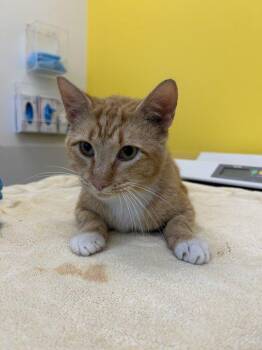 Nemo -  Domestic Short Hair Cat for Adoption in Raleigh, North Carolina - Nemo | PetCurious
