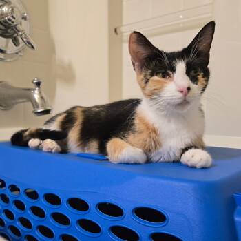 Rescue Domestic Short Hair Cats for Adoption in Brownsboro, Alabama - Kanga | PetCurious